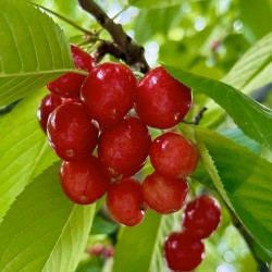 The Orchard’s Pulse: Where Color and Ripeness Conspire