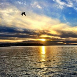 Flying Over the Edgewater