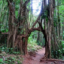 Welcome to the Jungle 