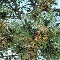Winter Pinescape