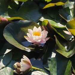 Sun-Kissed Petals: A Lilys Morning