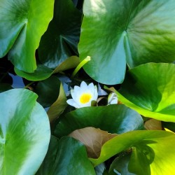 Lusty Lily: Beneath the Folds