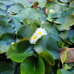 Peeping Beauty Water Lily: Harmony in the Hidden Bloom