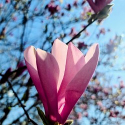 Petals Reflecting a Quiet Morning