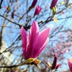 Magnolia Spring Bloom with Buds