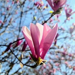 A Magnolias First Embrace of Light
