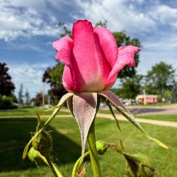 Unspoken Flame of the Garden’s Soul