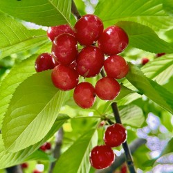 The Cherry Covenant: Nature’s Silent Promise