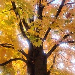 Golden Hour Tree Time 1A 
