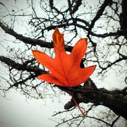 A Fallen Farewell : Defiant Ember