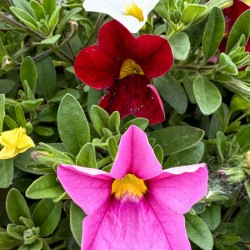 Bold Petals Quiet Strength