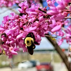 Wild at Heart Urban by Address