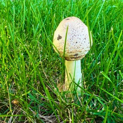 A Quiet Uprising from Below