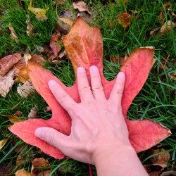 Holding Onto Fall : The Last Touch of Autumn