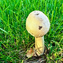 The Philosopher’s Cap