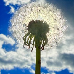 Skybound Dandelion