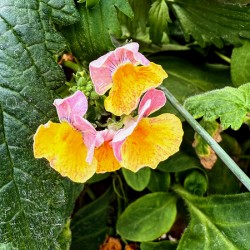 Pocketful of Sunshine