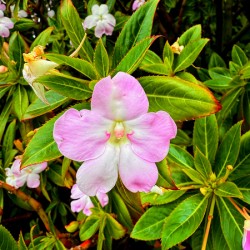 Impatiens: One Quiet Bloom