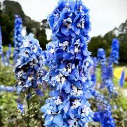 Blue Spire in Bloomstorm: Larkspur