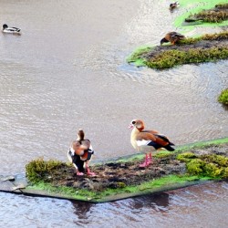 In Living Color Ducks