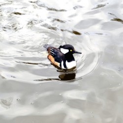 Only The Lonely Loon