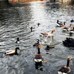 Ducking a Black Swan Moment