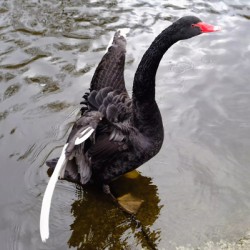 A Black Swan Moment 2B