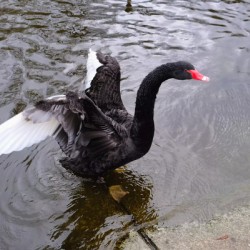 A Black Swan Moment