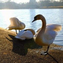 Swan Yoga Morning Stretch 3