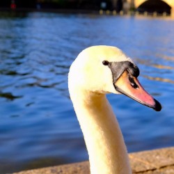 Graceful Swan by the River