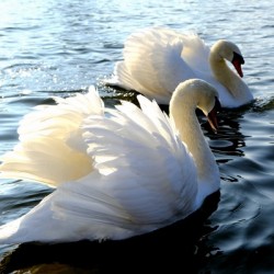 Wings of Love Pair 1A