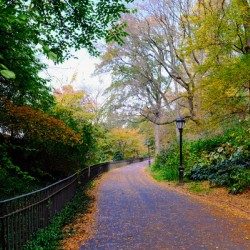Falling for Central Park 2