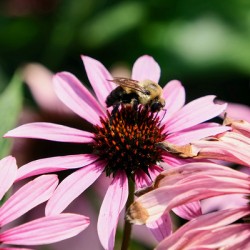 Coneflower and the Resting Wanderer
