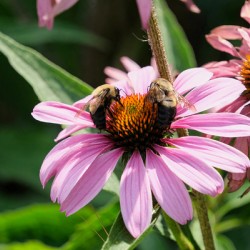 The Harmony of Pollination: Twin Bees on a Purple Coneflower