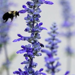 Salvia Bloom & the Pollinator