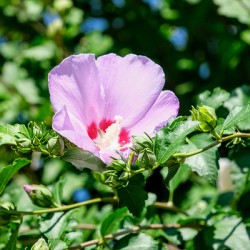 A Hibiscus Glimpse into Nature’s Heartbeat