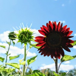 Bloom of the Dark Sun Flower