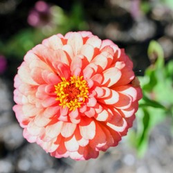 Sun Soaked Pink Zinnia