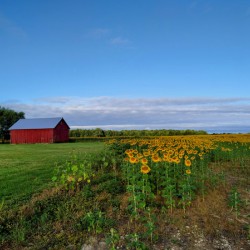 Barn & Blossoms
