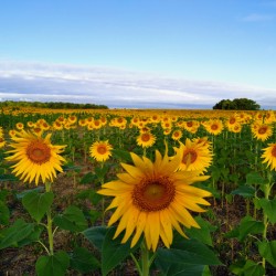 Sunflower Field of Sunshine 2
