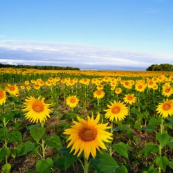 Sunflower Field of Sunshine