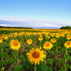 Sunflower Field of Sunshine Portrait
