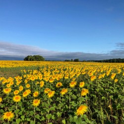Sunflower Field of Sunshine 1
