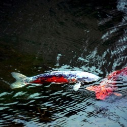 Playful Koi 2