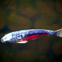 An American Koi Story