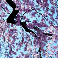 Cherry Blossom 3