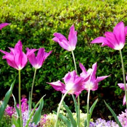 Tulips Singing to the Sun