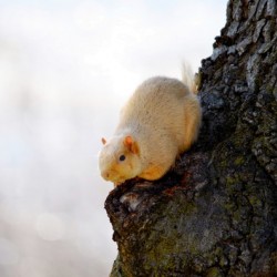 A Blonde Squirrel Moment