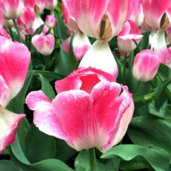 Tulips Are Better Than One