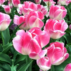 Tulips Are Better Than One B